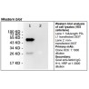 Rabbit anti-human PD-L1 Monoclonal Antibody Clone 8C6