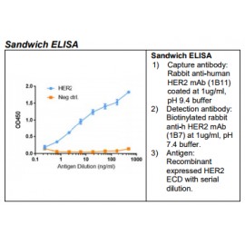 Rabbit anti-human HER2 Monoclonal Antibody Clone 1B7