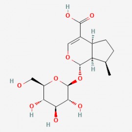 8-Epideoxyloganic acid