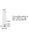 Survivin Antibody (Rabbit Polyclonal)