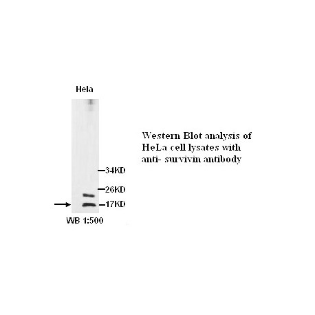 Survivin Antibody (Rabbit Polyclonal)