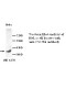 CXCR4 Antibody (Rabbit Polyclonal)