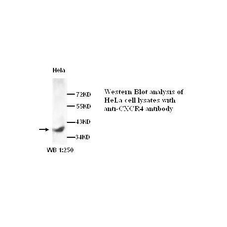 CXCR4 Antibody (Rabbit Polyclonal)