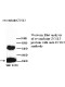 ZCSL3 Antibody (Rabbit Polyclonal)