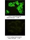 TRKB Antibody (Rabbit Polyclonal)