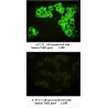 TRKB Antibody (Rabbit Polyclonal)