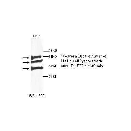 TCF7L2 Antibody (Rabbit Polyclonal)