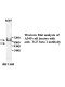 TGF beta1 Antibody (Rabbit Polyclonal)