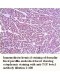 TGF beta1 Antibody (Rabbit Polyclonal)