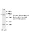 Weel antibody(Rabbit Polyclonal)