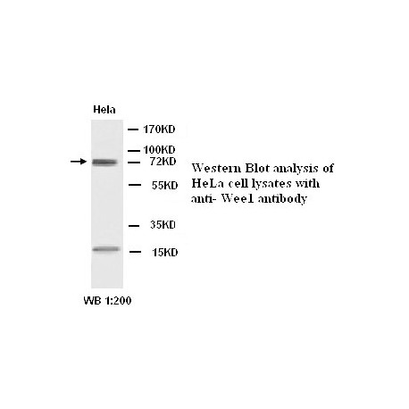 Weel antibody(Rabbit Polyclonal)