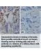 Weel antibody(Rabbit Polyclonal)