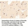ADAMTS4 Antibody