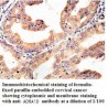 ADRA1D Antibody