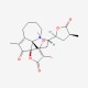 Protostemotinine