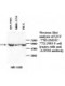  ATP5B Antibody