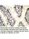 TPCN2 Antibody