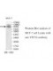  TPCN2 Antibody