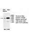  CD14 Antibody