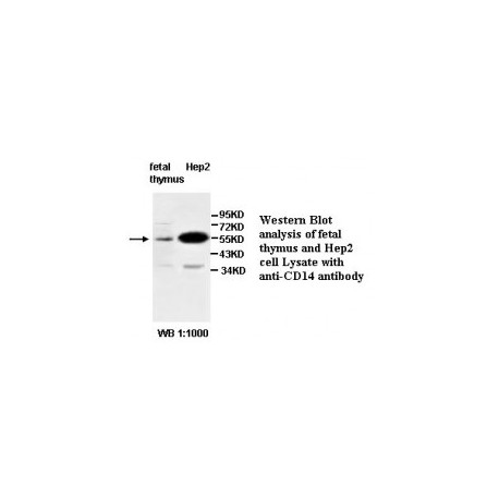  CD14 Antibody