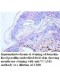 VCAM1Antibody