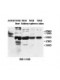  IL31RA Antibody