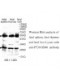  OX40 Antibody