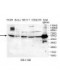  TRIM21 Antibody