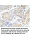  PLCZ1 Antibody