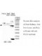  PLCZ1 Antibody