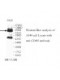  CDH5 Antibody