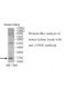  LYPD1 Antibody