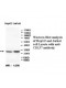  CD137 Antibody