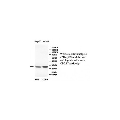  CD137 Antibody