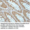 TNFSF11 Antibody