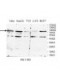 YME1L1 Antibody