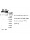 WFS1 Antibody