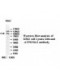  ATP6V0A1 Antibody