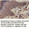 WWOX Antibody