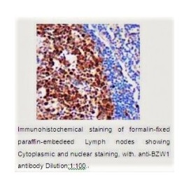  BZW1 Antibody