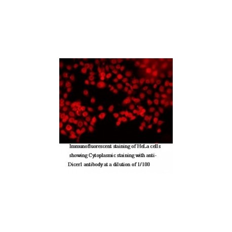 Dicer1 Antibody