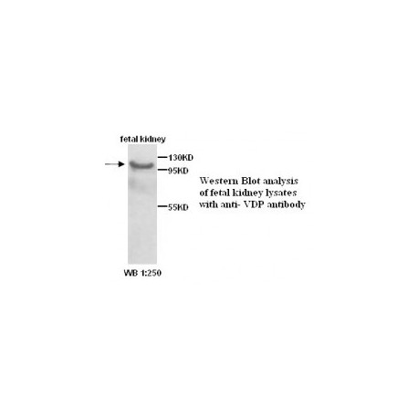 VDP Antibody