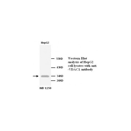 VDAC1 Antibody