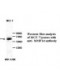  MMP14 Antibody