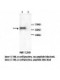 DR4/TNFRSF10A Antibody