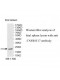 TNFRSF17 Antibody