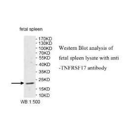 TNFRSF17 Antibody