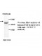 TNFRSF19 Antibody