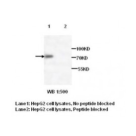  TRAP1 Antibody
