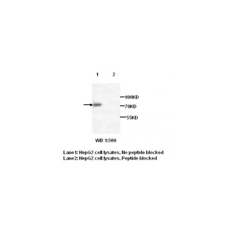  TRAP1 Antibody